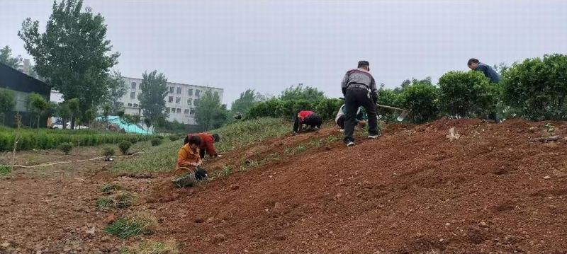 廠(chǎng)區綠化施工設計及養護